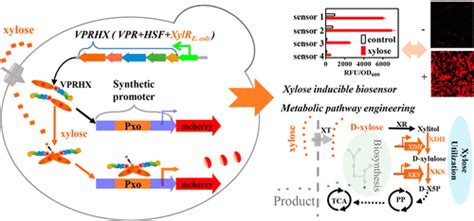 Engineering Prokaryotic Transcriptional Activator XylR as a .